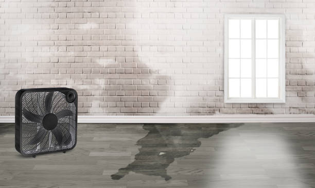 Best Water damage cleanup near me  in Shallowater, TX